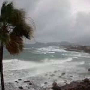 ヤッシーの場所は？！鹿児島の台風に耐えるヤシの木の場所とアクセスまとめ